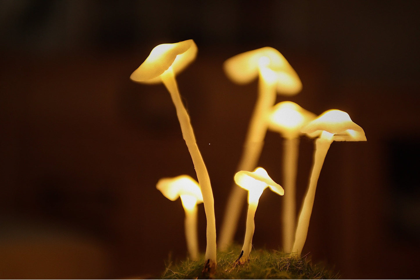 Mushroom Shaped DIY Atmosphere Lamp - Iandy